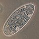 Paramecium