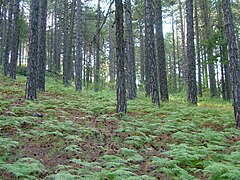 Ліс з сосни чорної (Pinus nigra)