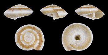 Psilaxis radiatus ( Yellow Sundial), shell