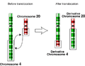 Reciprok translokation.