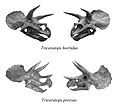 Triceratops лобање