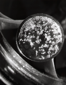 Many cubic transparent بلورات in a petri dish.