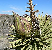 Developing inflorescence, March 2005