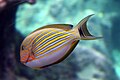 Brest Océanopolis 2 (Acanthurus lineatus (Clown surgeonfish)