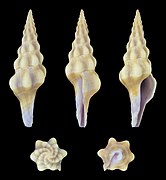 Benimakia lanceolata, shell