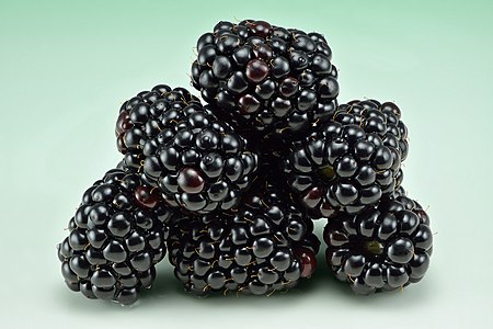 Blackberries (Rubus fruticosus)