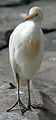 Garanîk (Bublucus ibis)