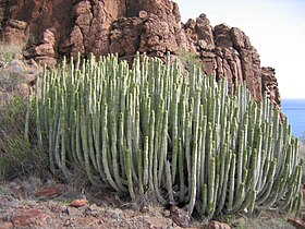 kanarski mleček (Euphorbia canariensis)