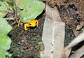 Mantella aurantiaca