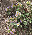 Phacelia bicolor, in Swall Meadows