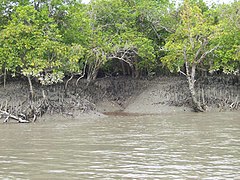 Sundarbans (South 24 Parganas district)