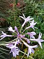 Tulbaghia violacea