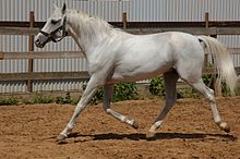 Cheval gris argenté vu de profil.