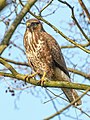 Şahîn (Buteo buteo)