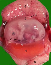 Geopende baarmoeder van een kat 1 = navelstreng 2 = amnion 3 = allantois 4 = dooierzak 5 = kleine bloeduitstorting 6 = moederdeel van de placenta (baarmoederslijmvlies)