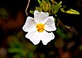 Cistus monspeliensis – Tournasol7