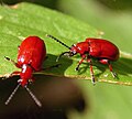 Maiglöckchenhähnchen (Lilioceris merdigera)