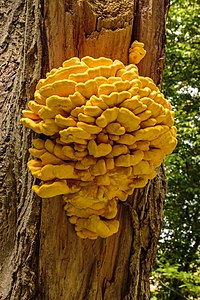 Laetiporus sulphureus, by Agnes Monkelbaan