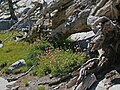 Mountain spiraea (Spiraea densiflora) by log