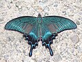 ミヤマカラスアゲハ Papilio maackii。東アジアに分布