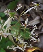 Saxifraga rufescens