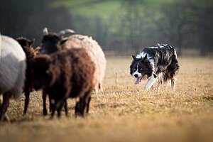 Border Collie chocolat. Femme