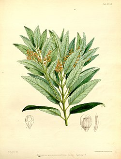 Trimenia weinmanniifolia