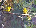 A pair in courtship ritual, riparian zone of central Waterberg, South Africa