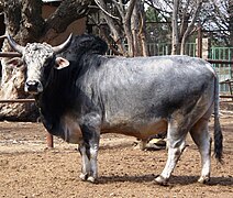 Zebu.