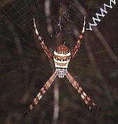 Argiope minuta