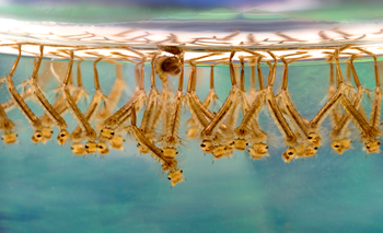 Mosquito larvae