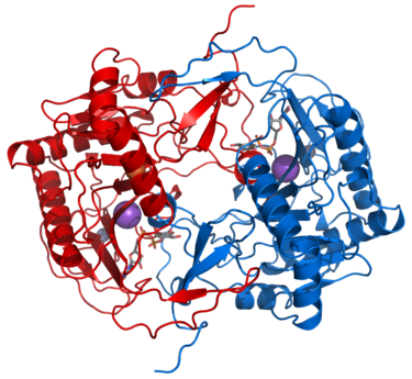 Homodimeeri. 2 samanlaista proteiiniyksikköä (korostettu eri värein). Galaktoosi-1-fosfaattiuridyylitransferaasi, PDB: 1GUP.