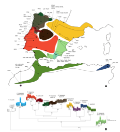 Distribuição Geográfica