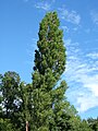 Populus nigra 'Plantierensis' - typical broader, densely foliaged trees