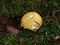 Russula claroflava