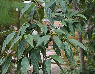 Листя Alnus firma