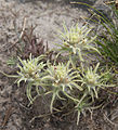 Alpine paintbrush (Castilleja nana) green