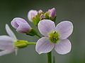 Details of flowers