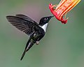 Collared Inca