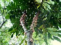 Davidsonia jerseyana, Davidson's Plum, flower & trunk.