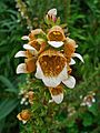 Digitalis lanata