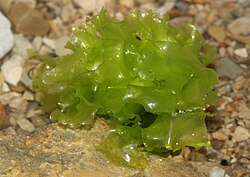 Zeesla (Ulva lactuca)