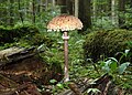 3 Parasol-Macrolepiota-procera uploaded by Holleday, nominated by Holleday