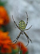 Argiope bruennichi