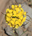 Western wallflower close (Erysimum capitatum)