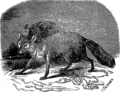 English: Fox. Picture from popular bible encyclopedia of Archimandrite Nicephorus (1892). Русский: Лисица. Иллюстрация из иллюстрированной библейской энциклопедии архимандрита Никифора (1892)