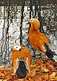 Ruddy Shelducks