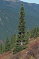 Image 15The narrow conical shape of northern conifers, and their downward-drooping limbs, help them shed snow. (from Conifer)