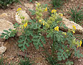 Buffalo berry (Solanum rostratum) plant