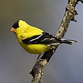 Carduelis tristis